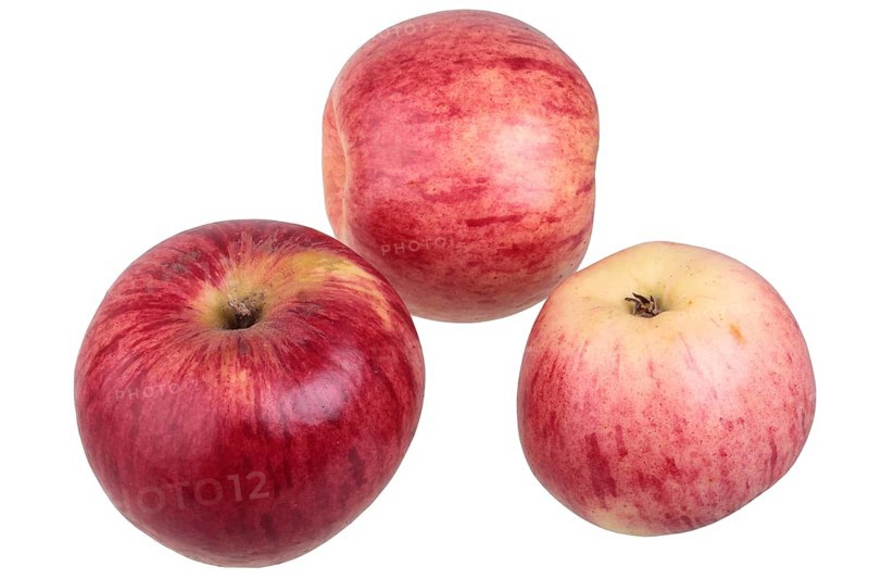 Apple variety Heuchelheim Snow Apple