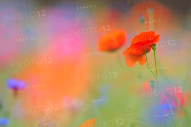 Common Poppy (Papaver rhoeas)