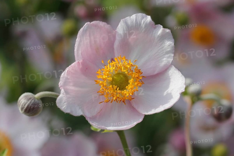 Chinese anemone (Anemone hupehensis)
