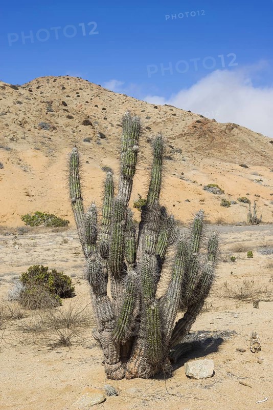 Copao Cactus (Eulychnia breviflora