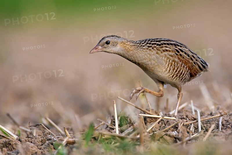 Corncrake (Crex crex)
