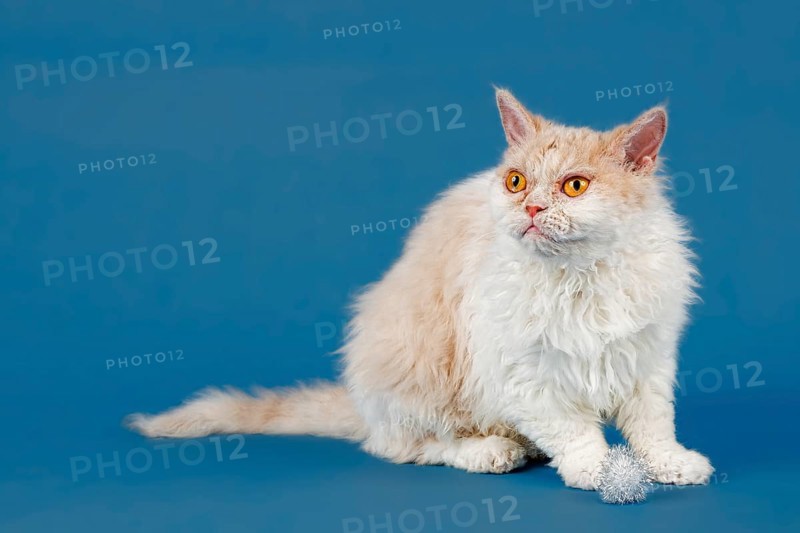 Selkirk Rex