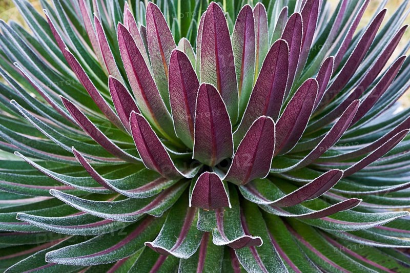 Giant Lobelia (Lobelia deckenii)
