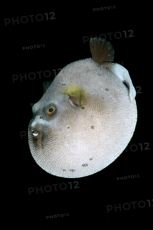 Blackspotted puffer (Arothron nigropunctatus)