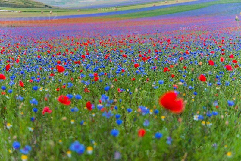 Blooming meadow