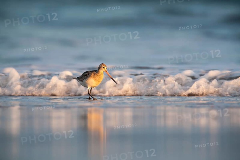 Bar-tailed Godwit (Limosa lapponica) wading along the shoreline