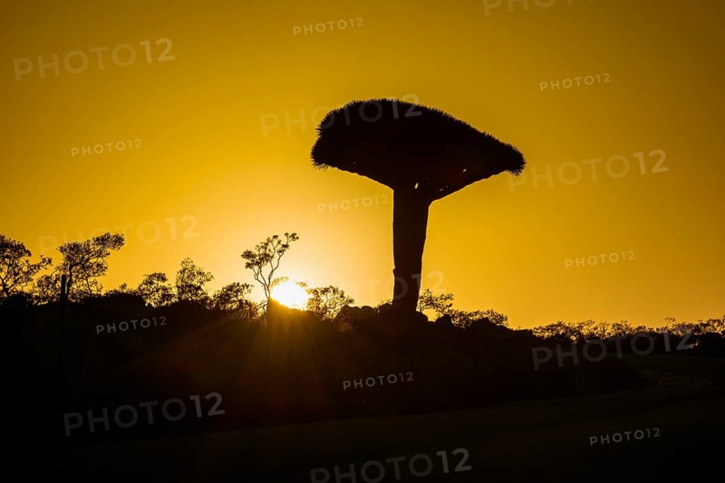 Socotra Dragon Tree or Dragon Blood Tree (Dracaena cinnabari)