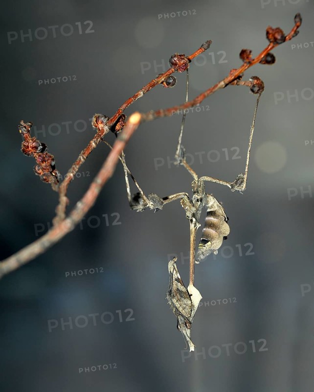 Wandering Violin Mantis (Gongylus gongyloides) on a branch