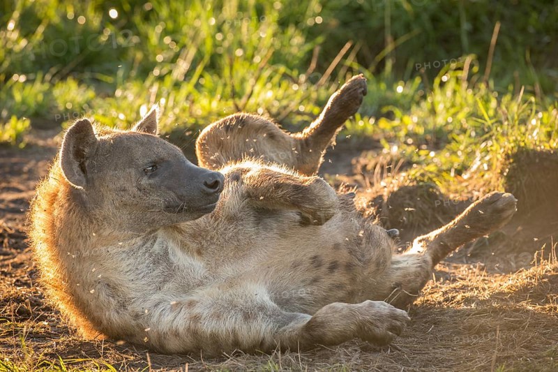 Spotted Hyena (Crocuta crocuta)