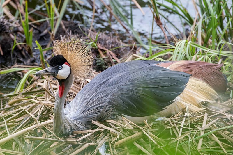 Black Crowned Crane (Balearica pavonina)