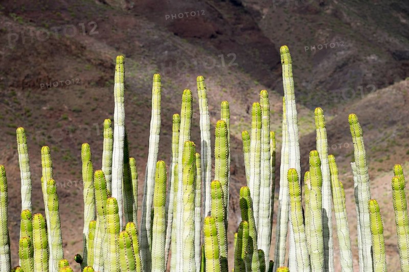 Canary Island Spurge (Euphorbia canariensis)