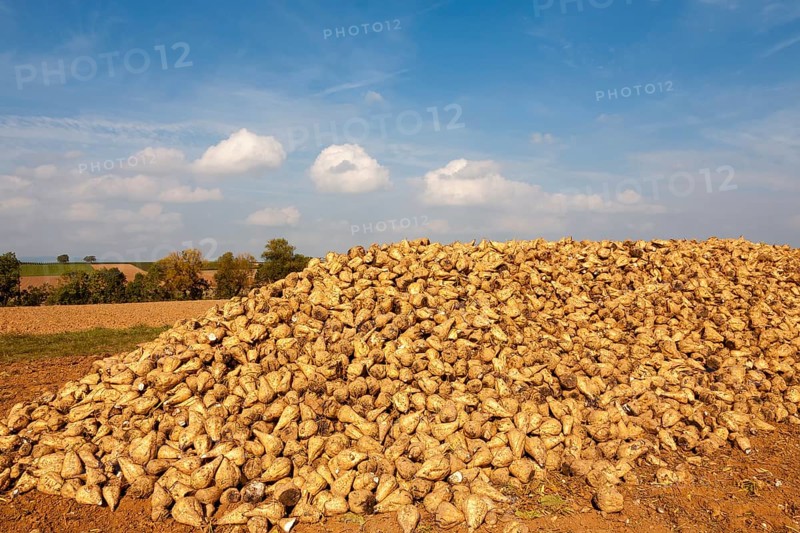 Sugar beet harvest