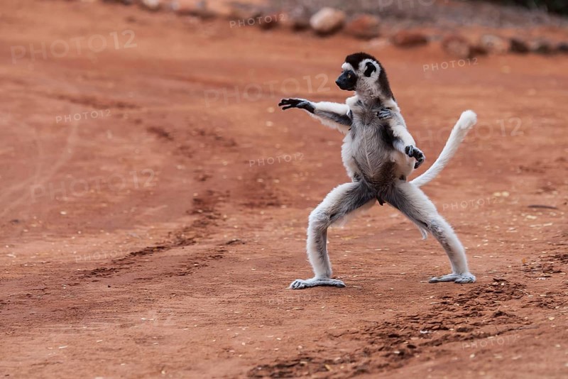 Dancing' Verreaux's sifaka (Propithecus verreauxi)