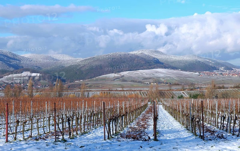 Vineyards in winter
