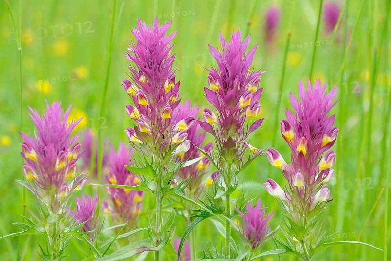 Field Cow-wheat (Melampyrum arvense)