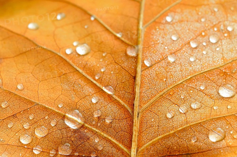 Leaf structure with raindrops