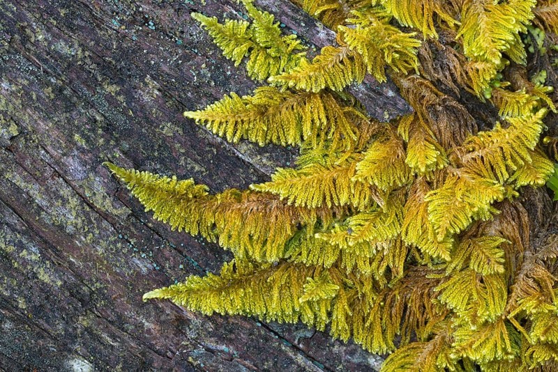 Curled hook-moss (Cratoneuron commutatum)