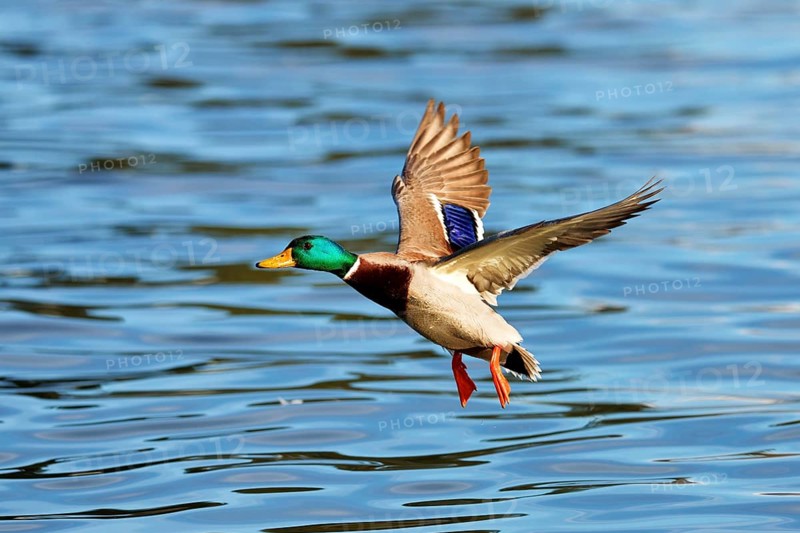 Mallard (Anas platyrhynchos)