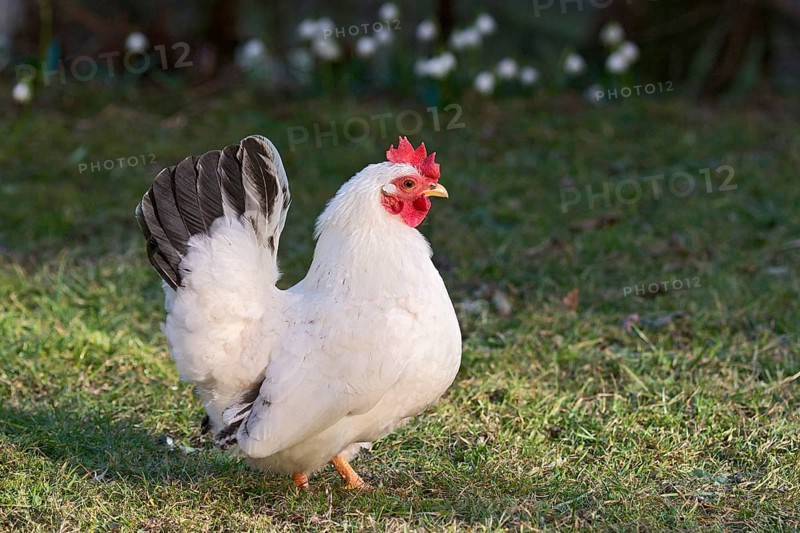 Bantam