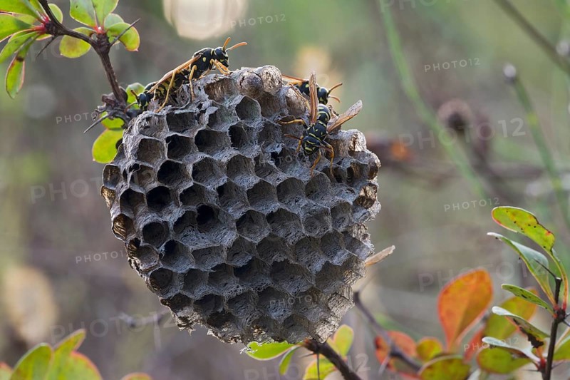 Paper Wasps (Polistes Nimpha) at nest