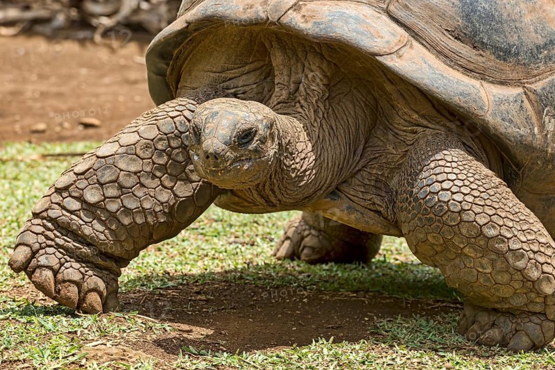 Aldabra giant tortoise (Aldabrachelys gigantea)