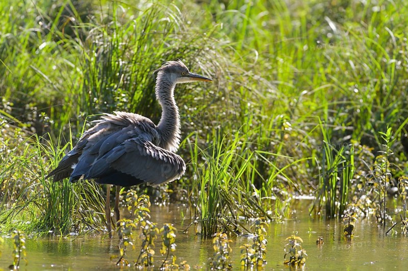 Grey heron (Ardea cinerea)