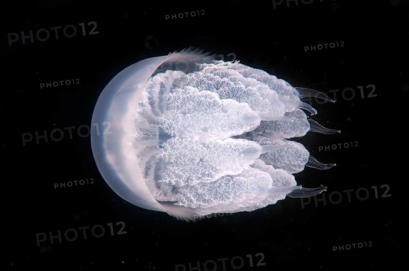 Barrel Jellyfish or Dustbin-lid Jellyfish (Rhizostoma pulmo)