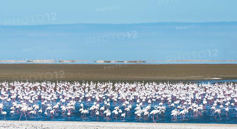 American flamingos (Phoenicopterus ruber) and Lesser Flamingos (Phoeniconaias minor)