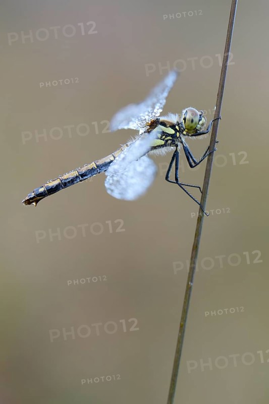 Black Meadowhawk or Black Darter (Sympetrum danae)