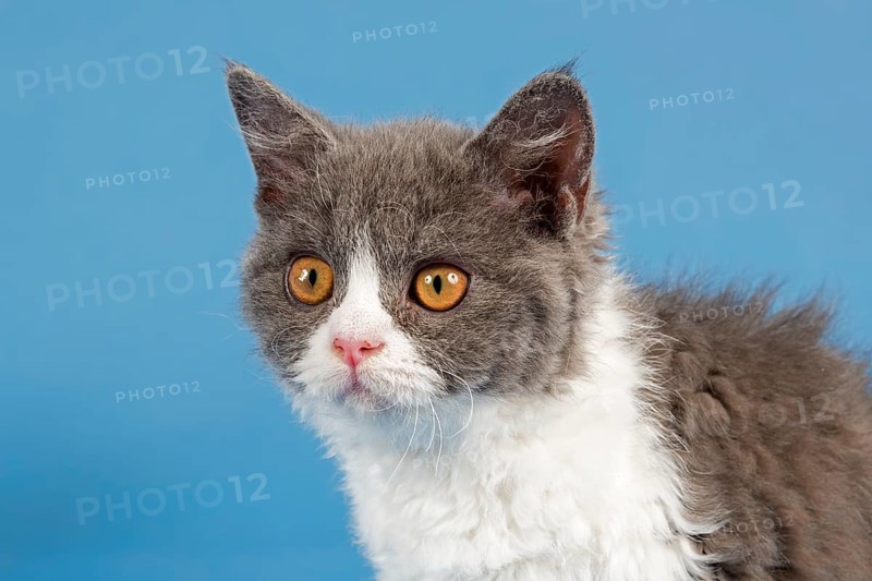 Selkirk Rex kitten
