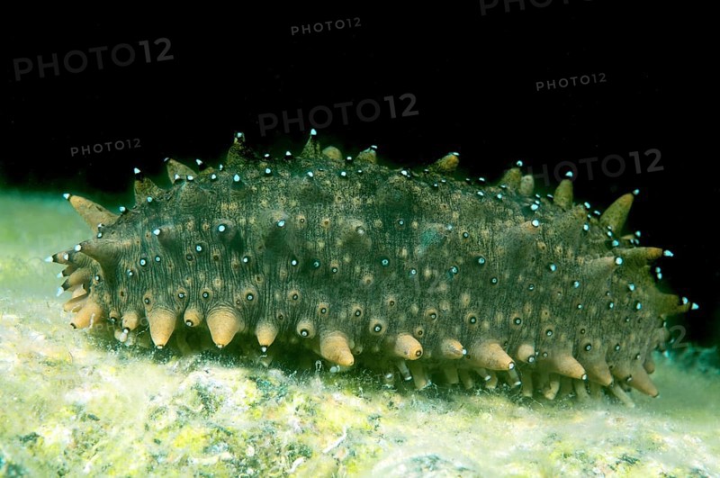 Japanese Spiky Sea Cucumber or Japanese Sea Cucumber (Apostichopus japonicus)