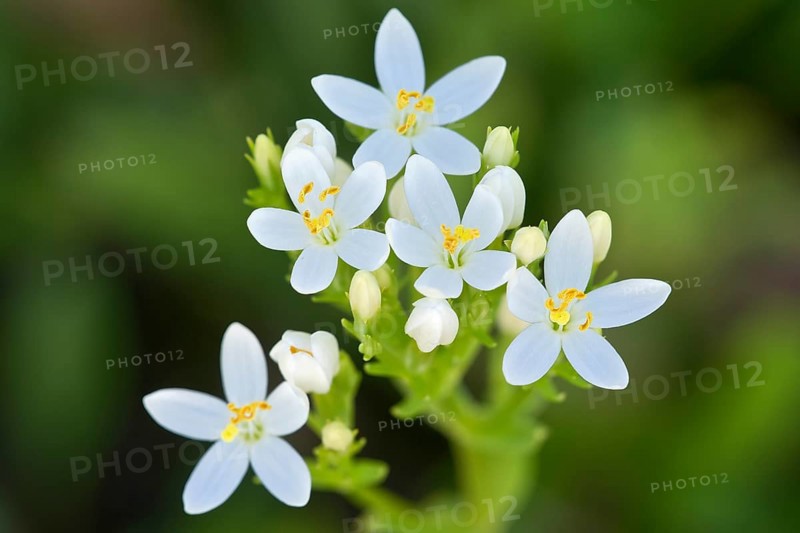 Centaury (Centaurium erythraea)