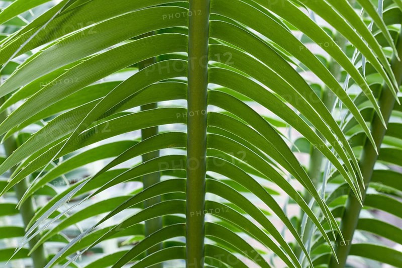 Giant Dioon