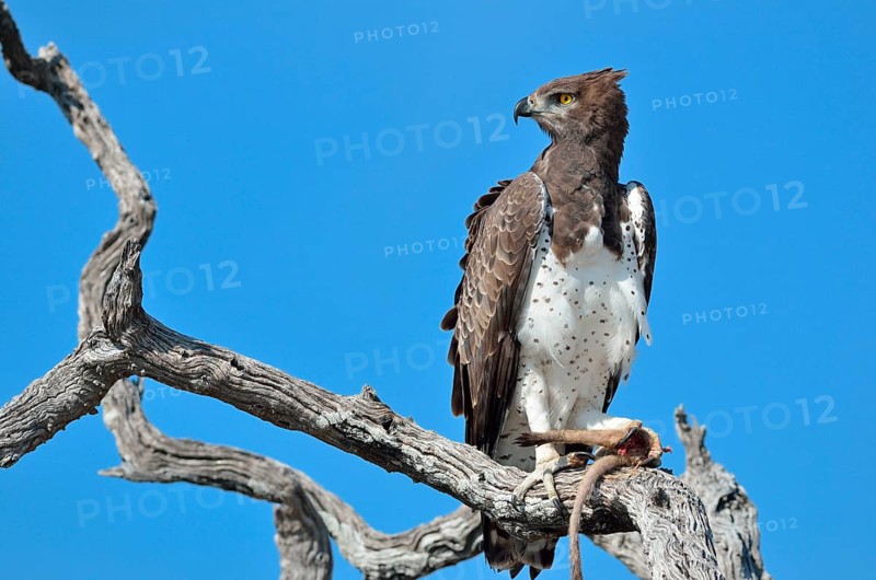 Martial Eagle (Polemaetus bellicosus)