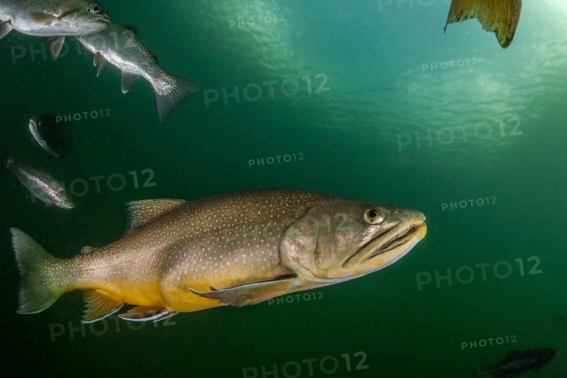 Brook trout (Salvelinus fontinalis)