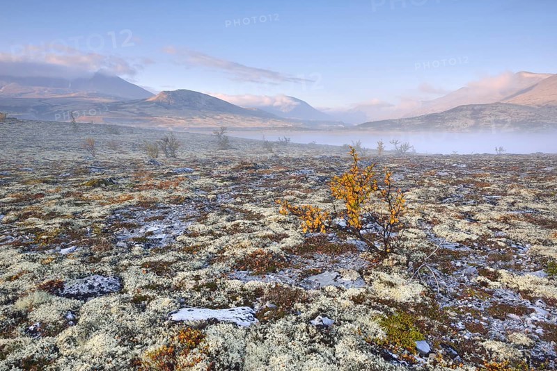 Downy Birch trees (Betula pubescens) and Reindeer Lichen (Cladonia rangiferina)