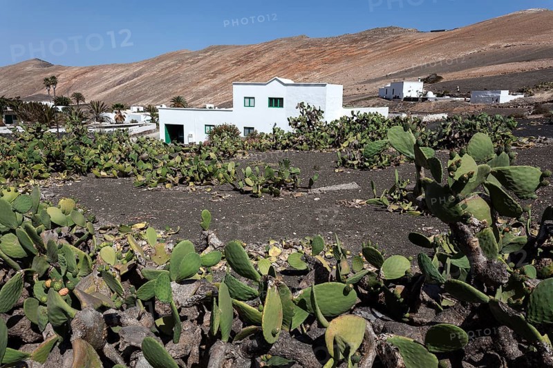 Cacti field