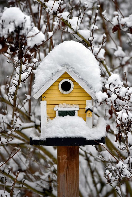 Snow-covered bird house in winter