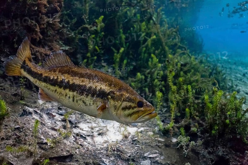 Largemouth Bass (Micropterus salmoides) in Santa Fe River