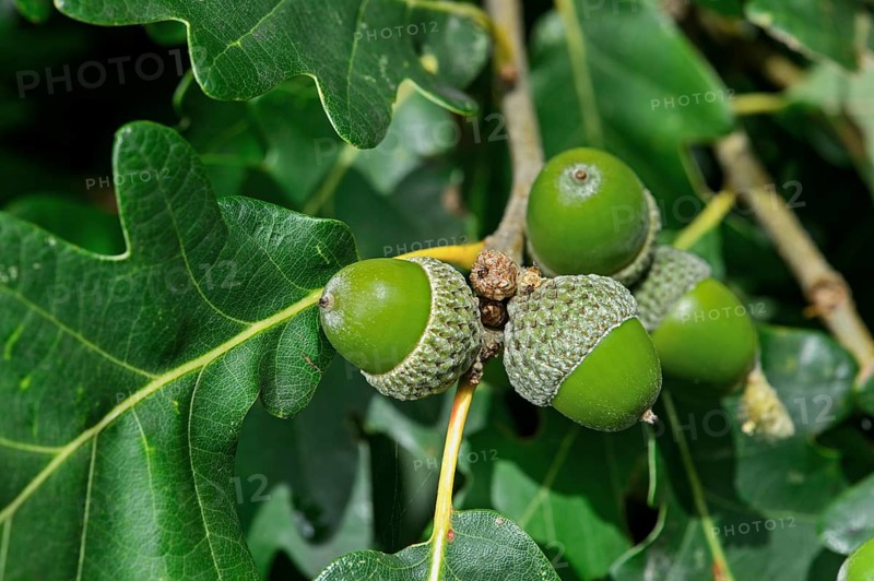 Acorns of the Downy Oak or Pubescent Oak (Quercus pubescens)