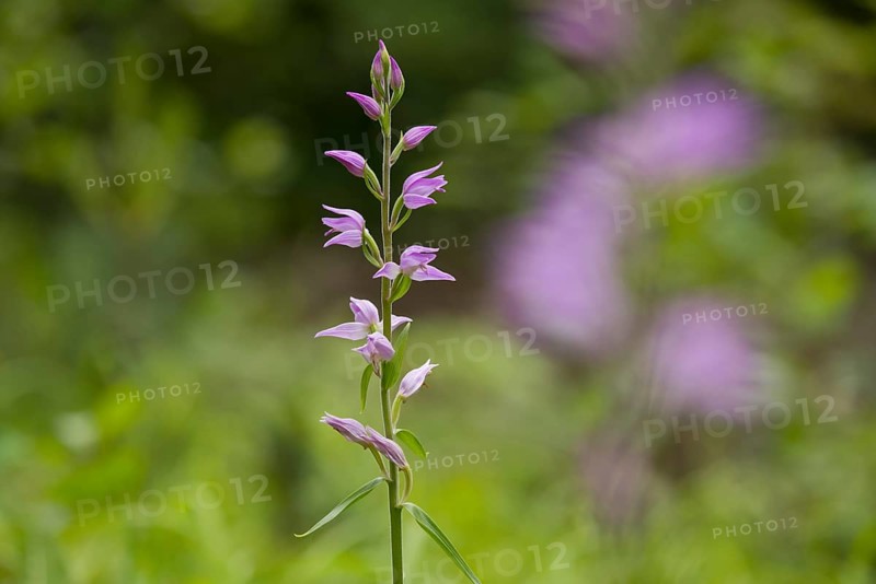 Red Helleborine (Cephalanthera rubra)