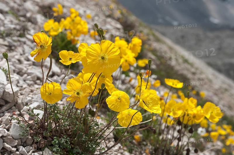 Alpine poppy (Papaver alpinum rhaeticum)