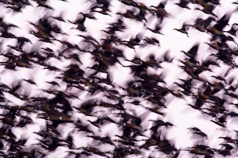 Flock of White-faced Whistling Ducks (Dendrocygna viduata) taking flight in early morning