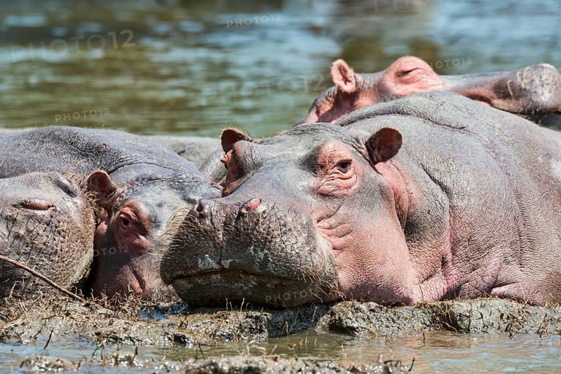 Hippos (Hippopotamus amphibius)
