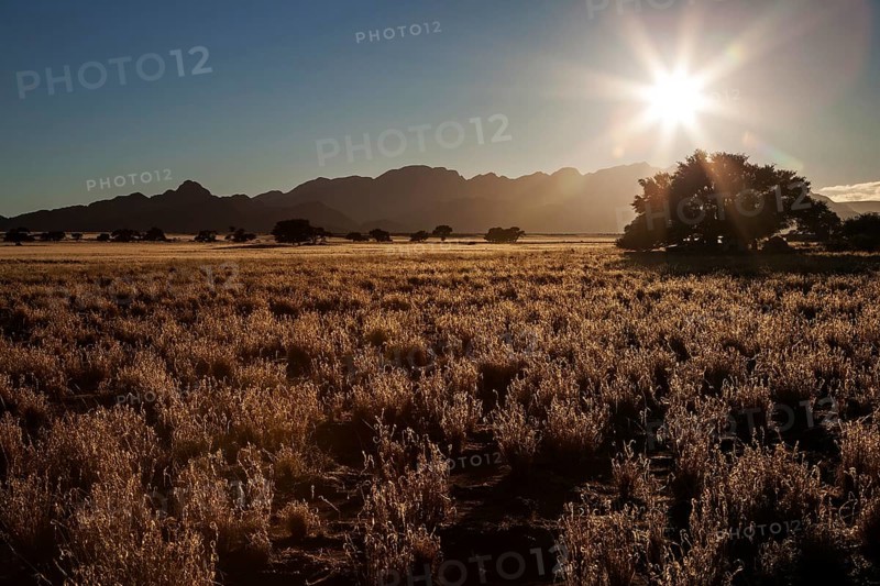 Grassy steppe with Camel Thorn trees (Vachellia erioloba)