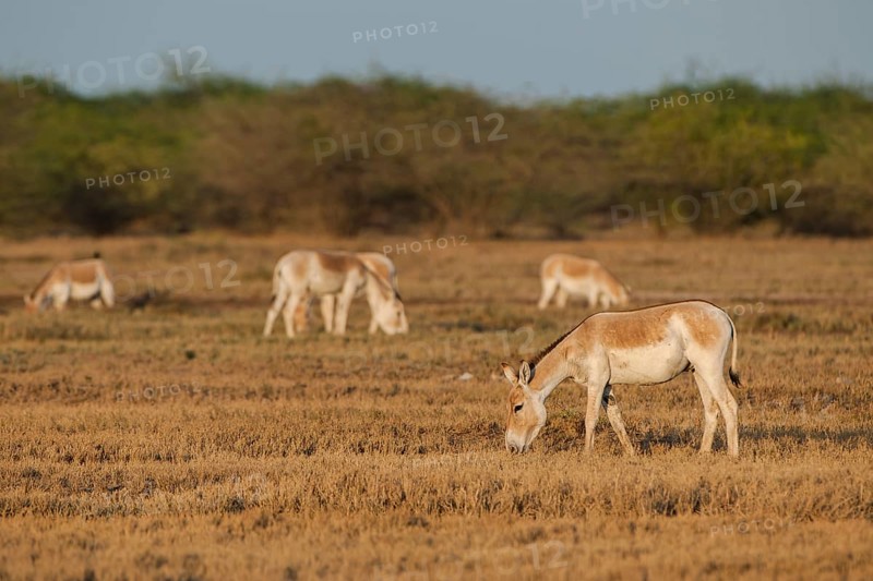 Onagers or Asiatic wild asses (Equus hemionus)
