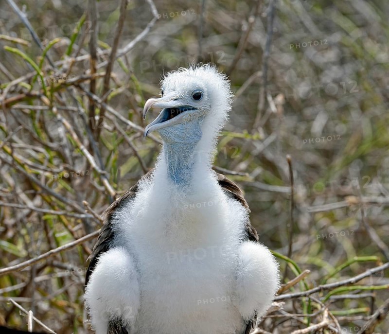 Great frigatebird (Fregata minor)