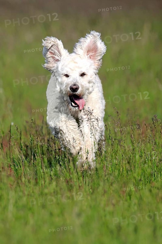 Labradoodle