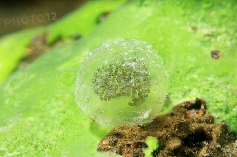 Eggs of a freshwater snail
