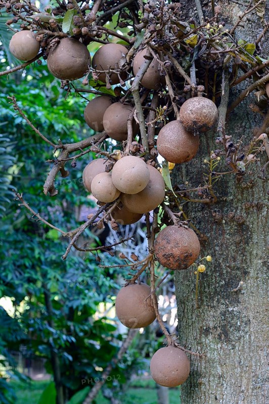Fruit of the cannonball tree (Couroupita guianensis)